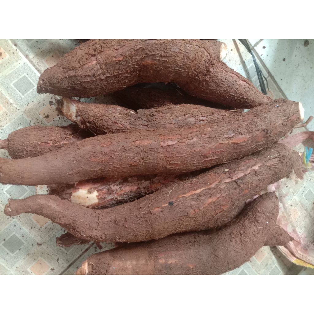 

singkong apuy mekar 1kg (kebun_sendiri)ambil dadakan