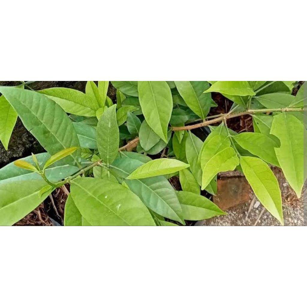 

Instant Gojek/Daun Salam Segar/Petik Daun Plus Batang/Berat 50 gram