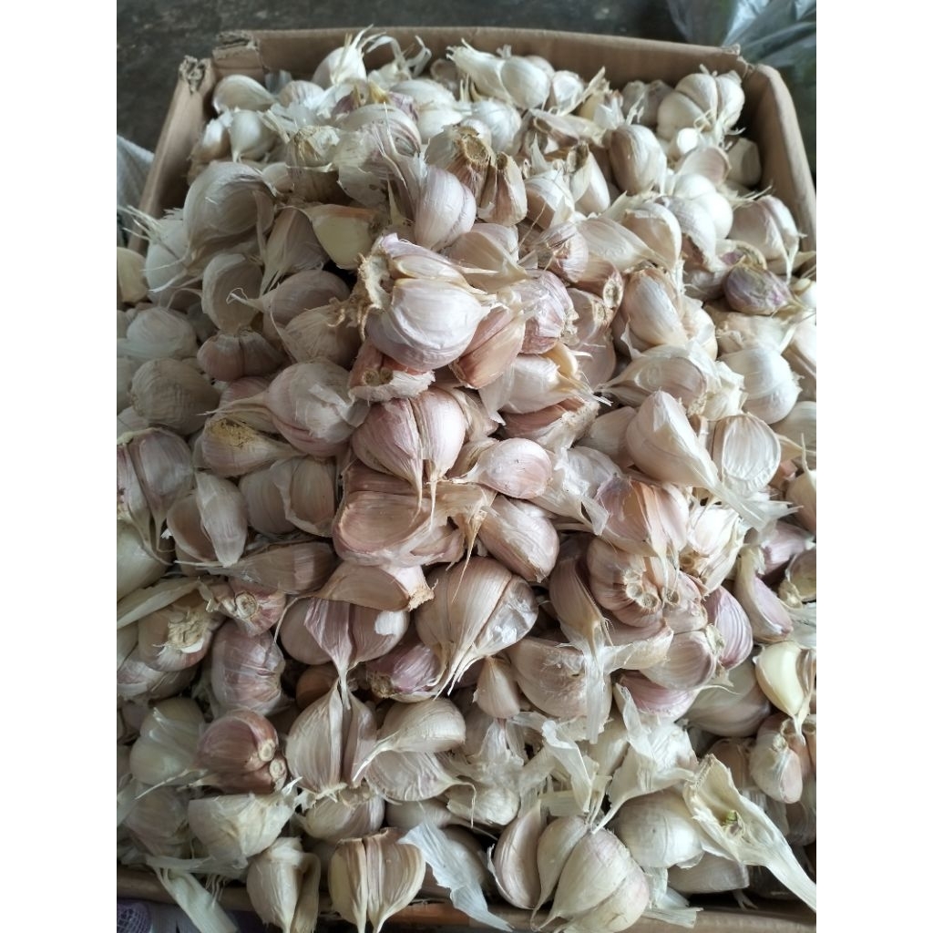 

bawang kating kotor 1kg