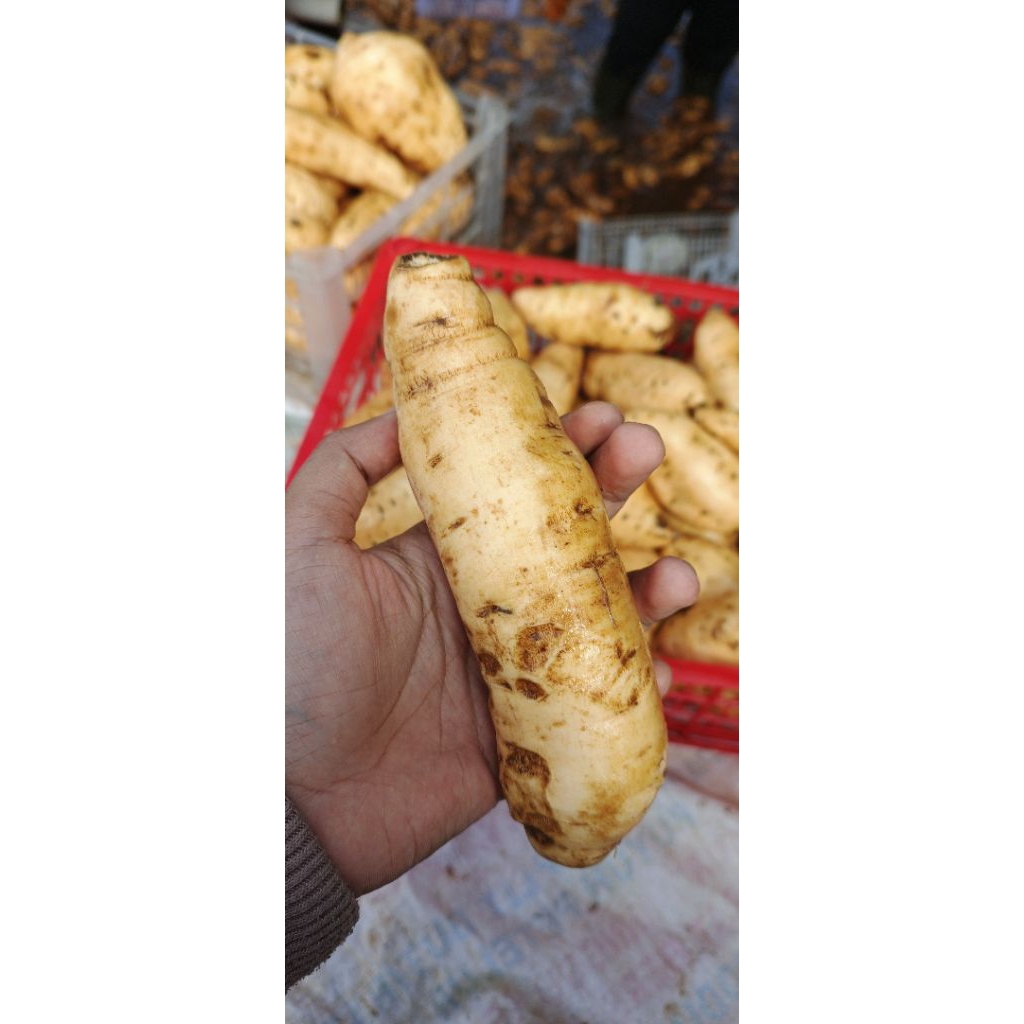 

Ubi cilembu mentah 1kg