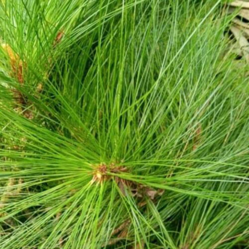

Daun pinus Segar 1kg Murah Kwalitas Terbaik