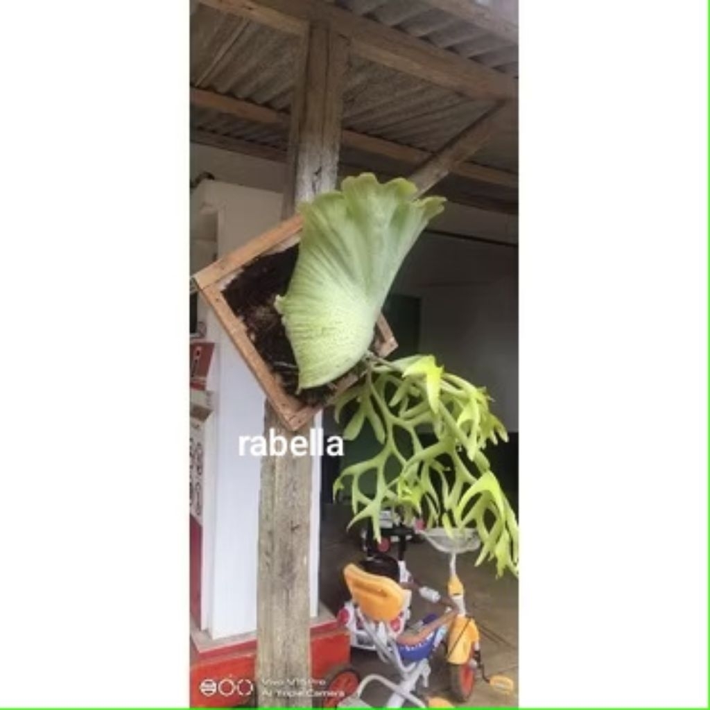 platycerium ridleyi simbar tanduk rusa