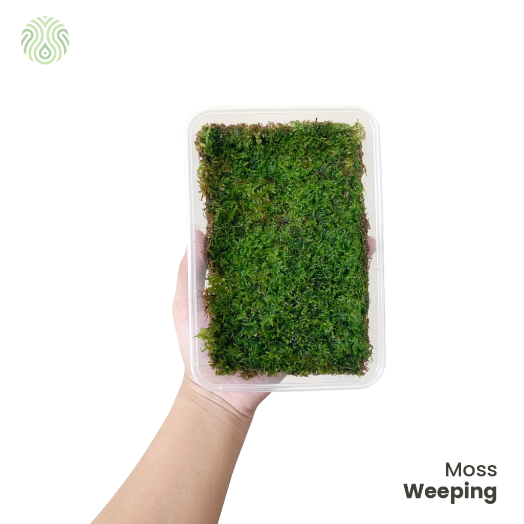 Moss Weeping Darat - Paludarium / Vivarium / Terrarium