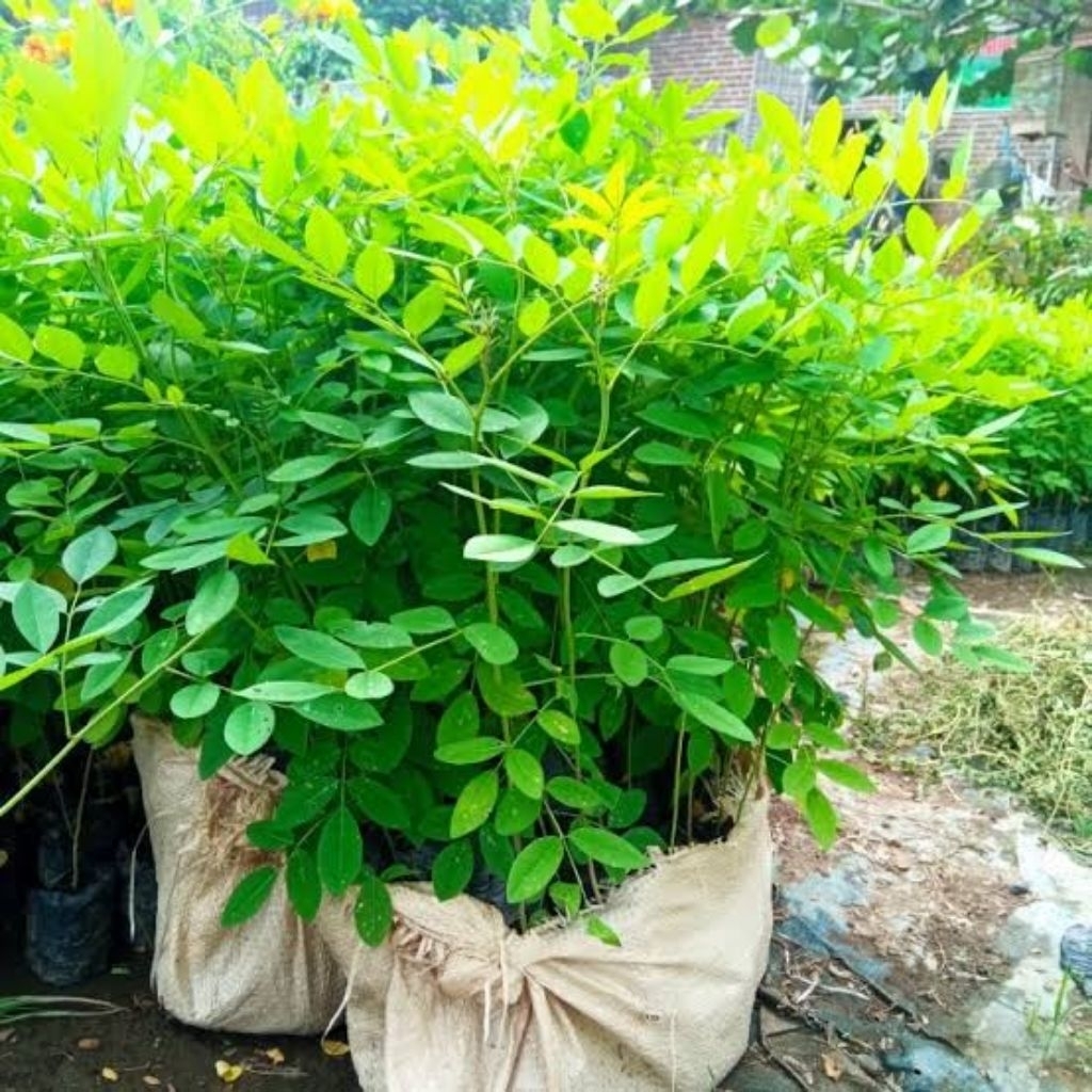 Bibit IndigoFera (pakan ternak)siap tanam