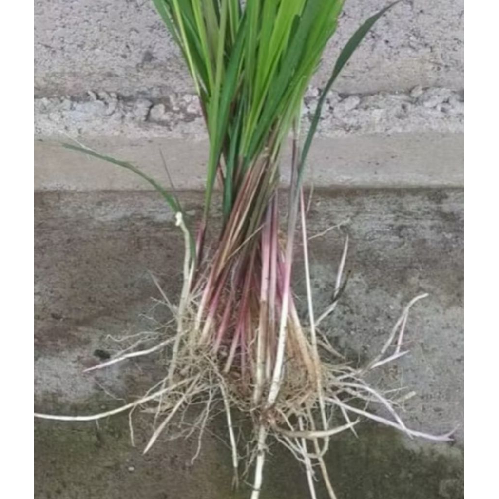 

AKAR ALANG-ALANG 500 gr. (ILALANG)