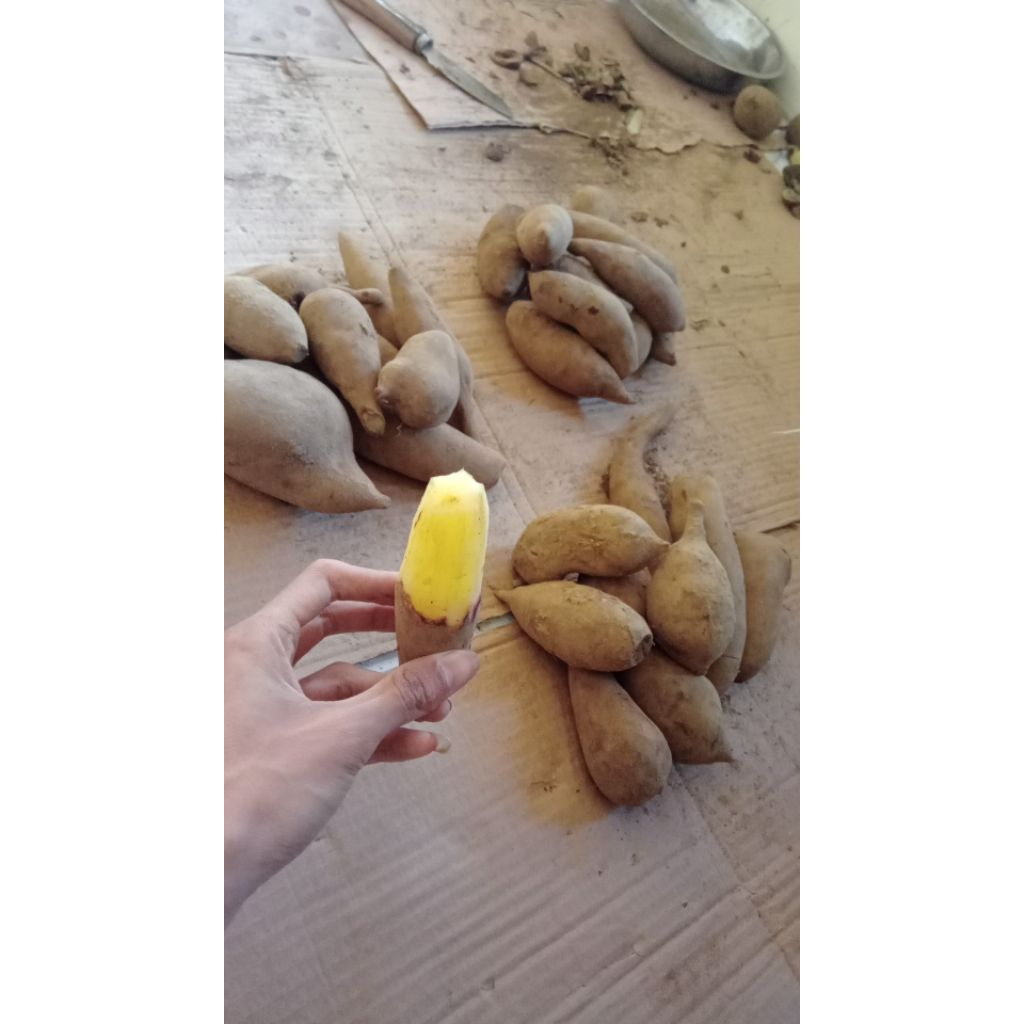 

UBI YACON ASLI WONOSOBO kecil sedang 1kg isi 10-15