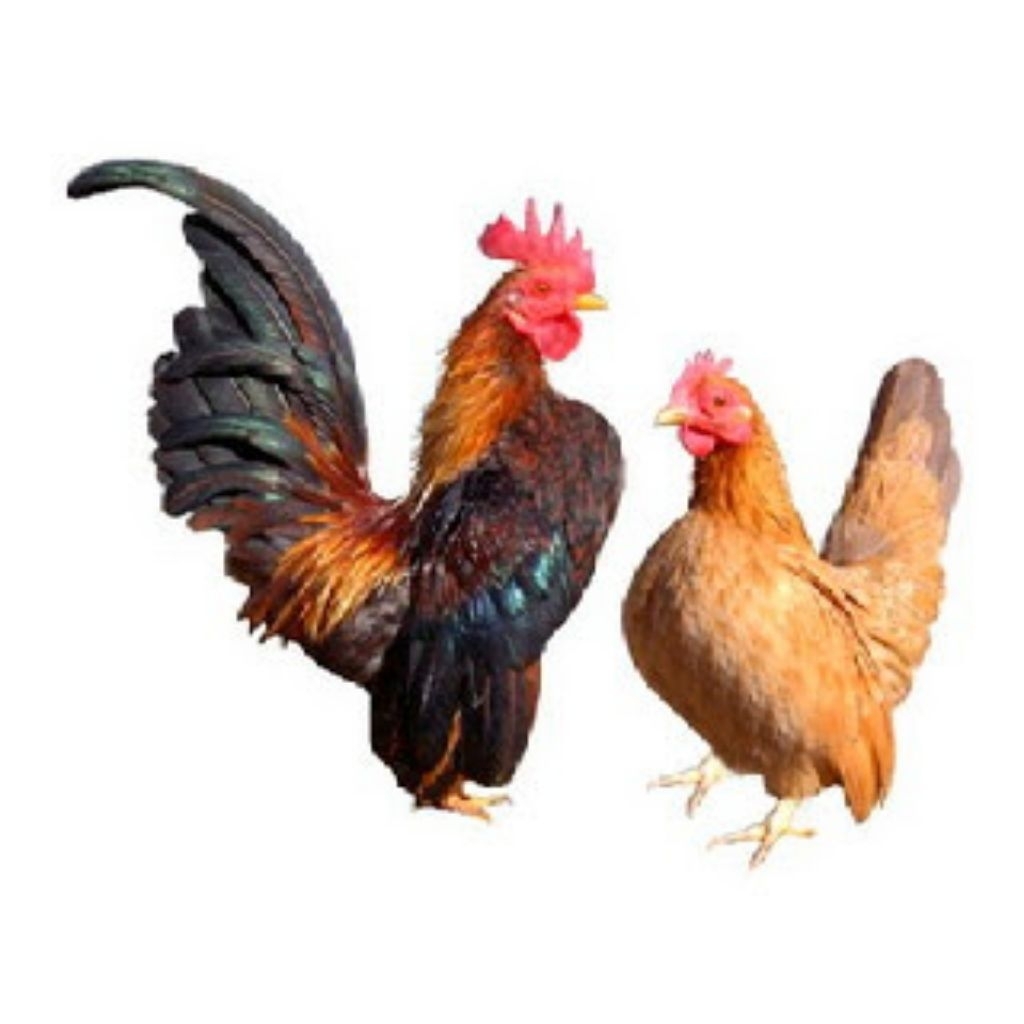 

Telur Tetas Ayam Kate Fertil Buat di Tetaskan