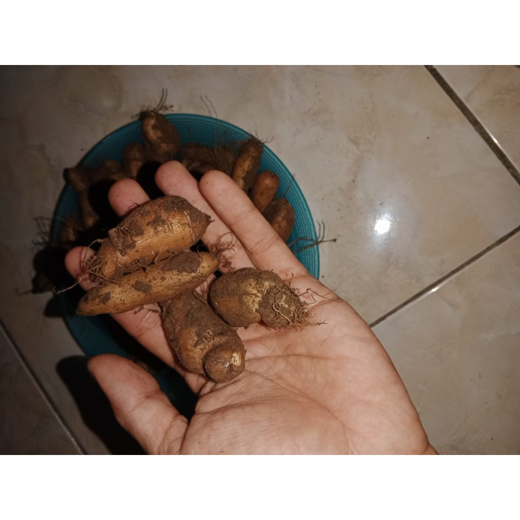 

1 KG KENTANG HITAM ORGANIK