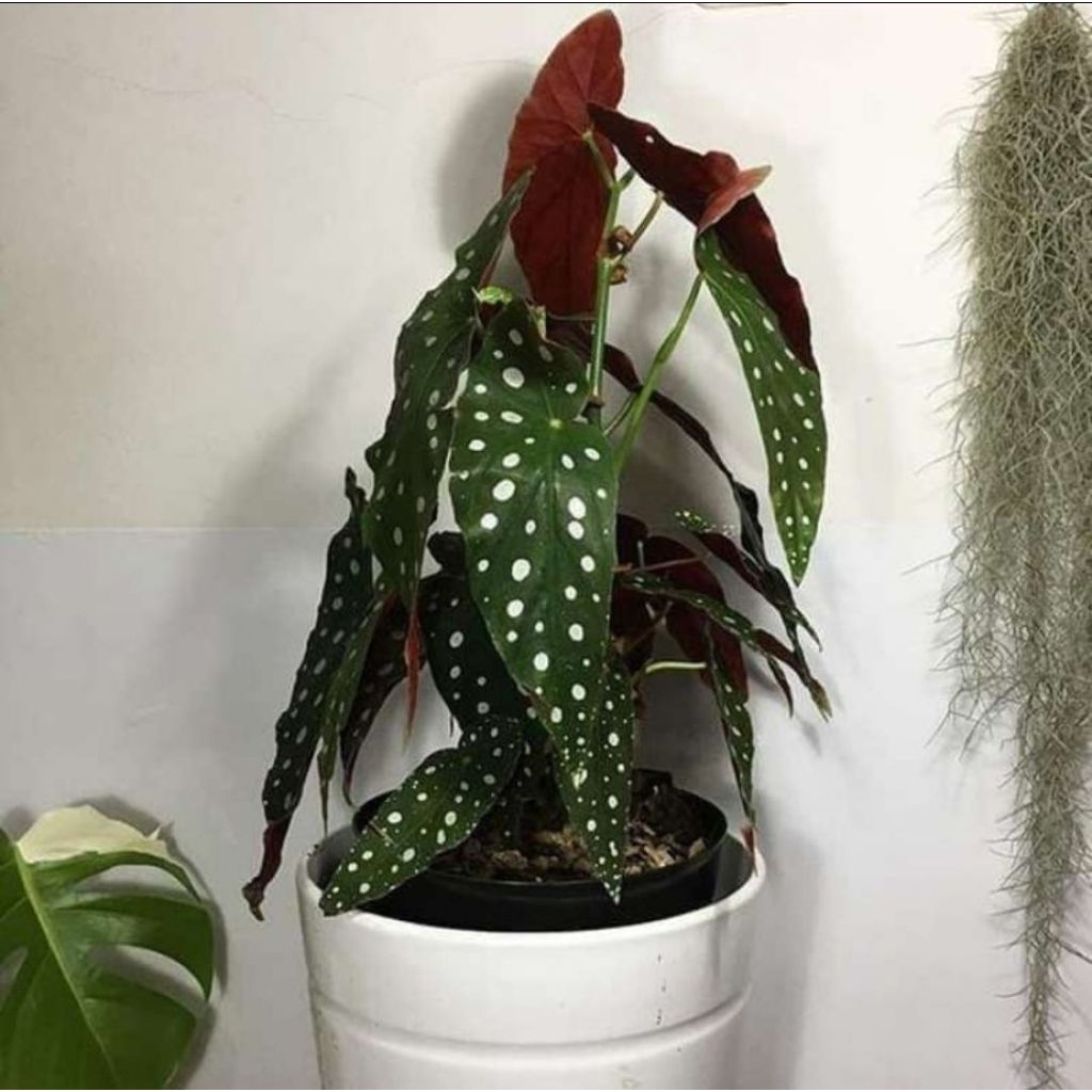 tanaman hias begonia polkadot/bibit tanaman hias bunga begonia polkadot