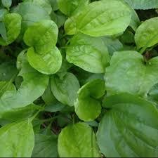 

Daun Ki Urat / Daun Sendok 5 Pohon Berikut Tangkai Dan Akar, Obat Herbal Tradisional