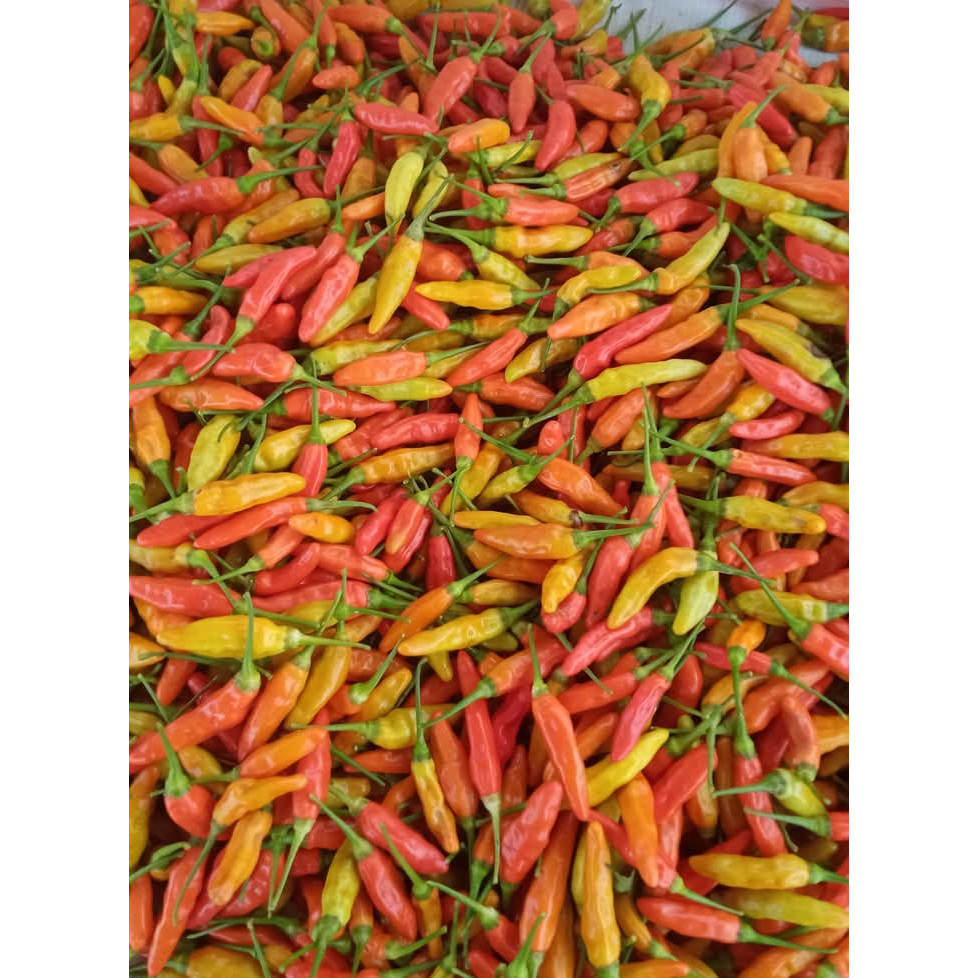 

cabe rawit merah segar