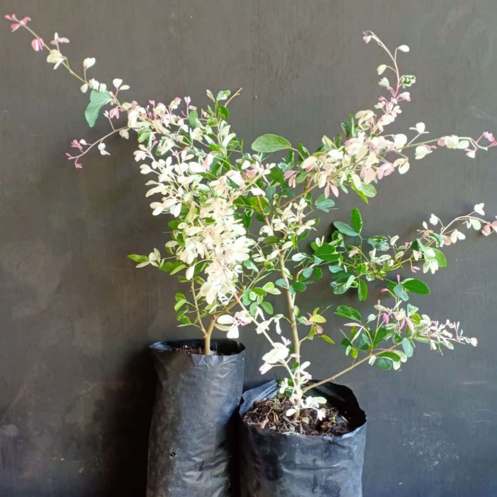 bahan bonsai asem londo varigata /dekorasi halaman rumah