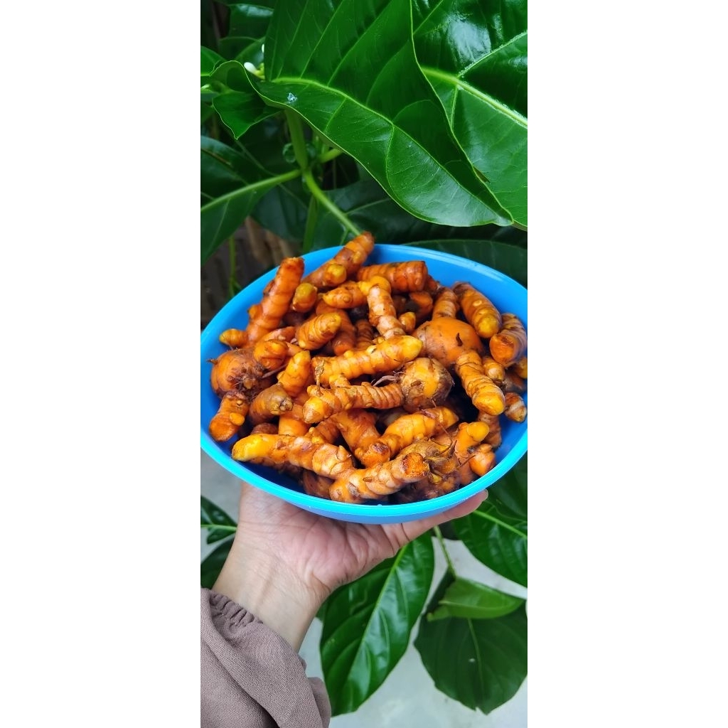 

kunyit segar per 1kg