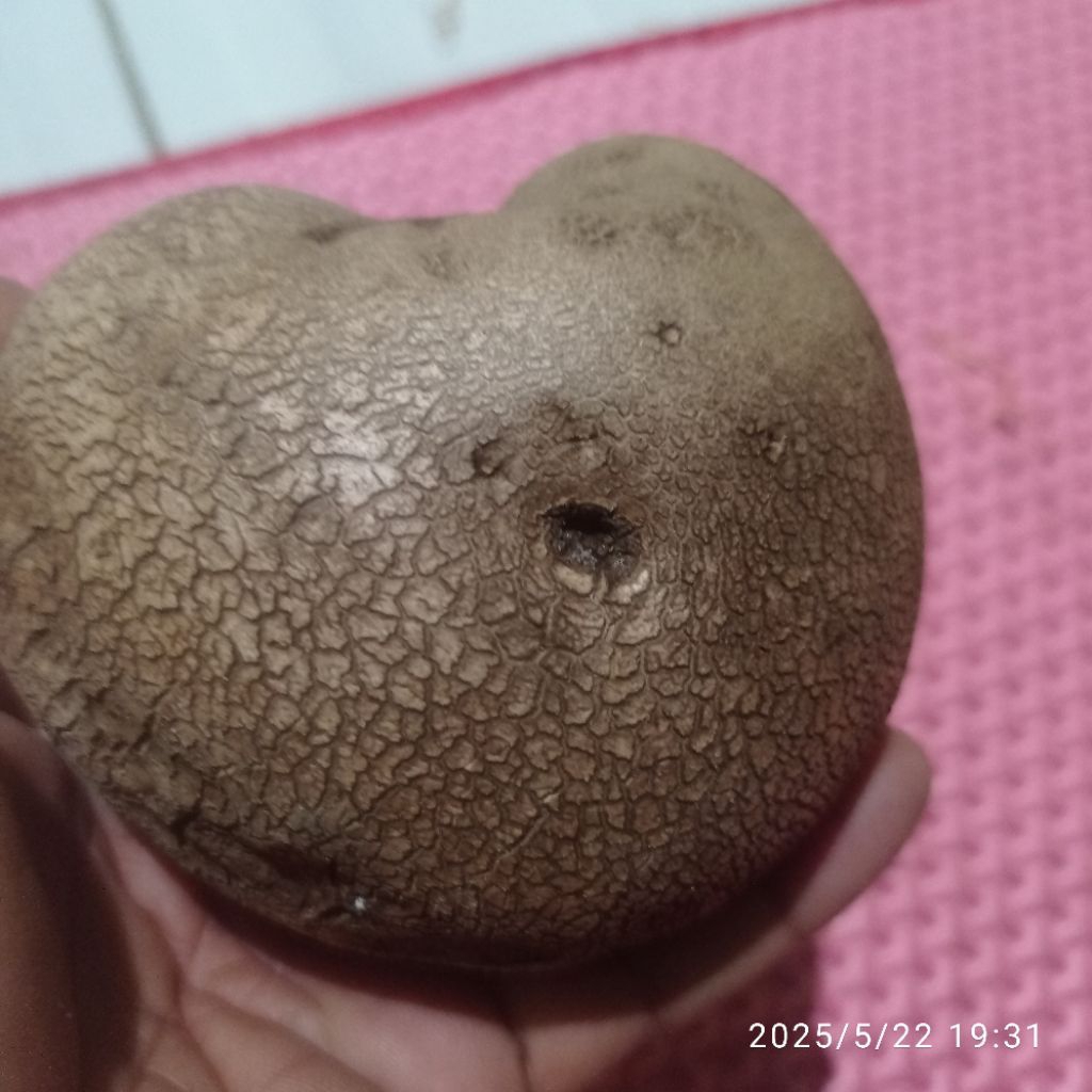 

Buah kentang gantung tua per 2kg