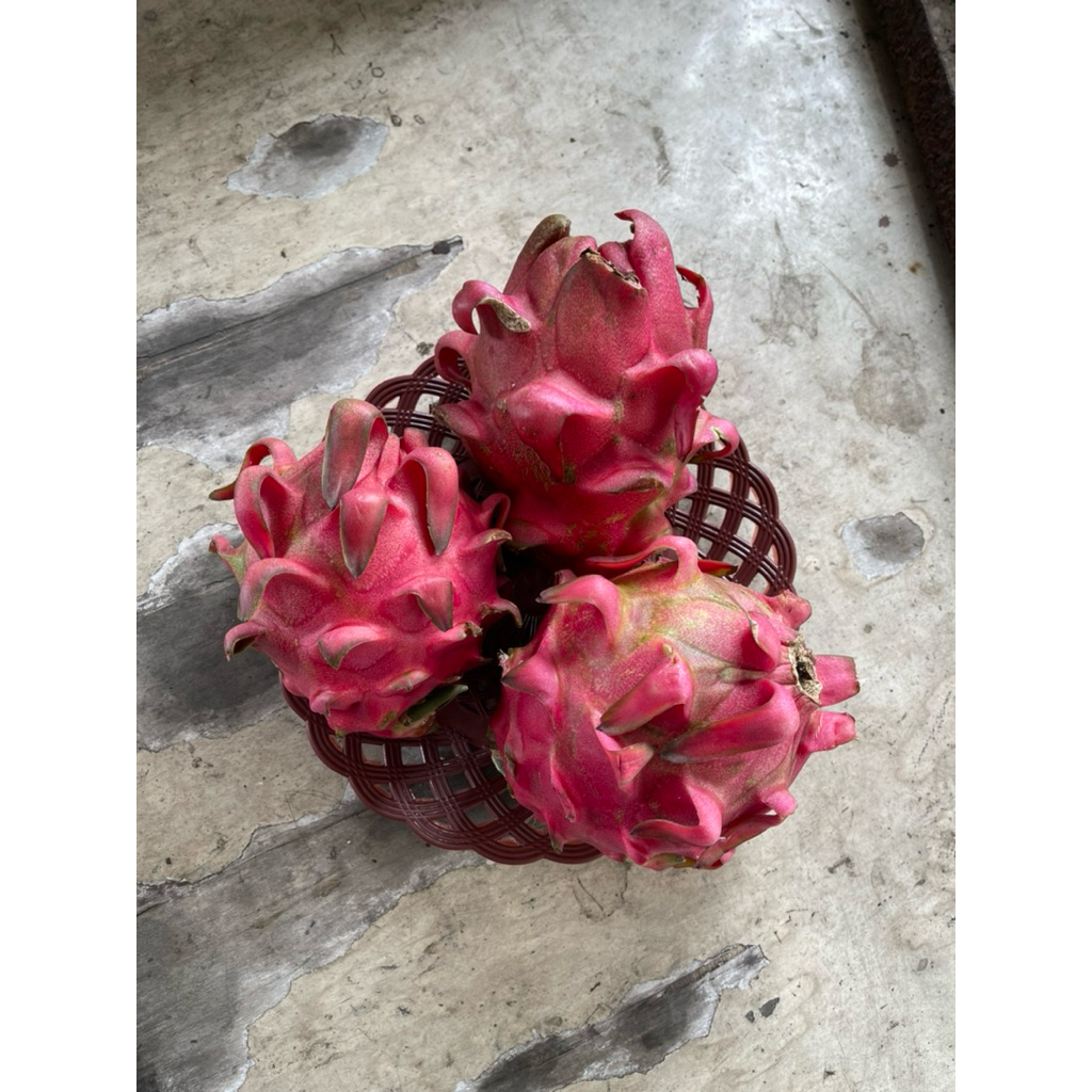 

buahfreshku - buah naga merah 1 kg