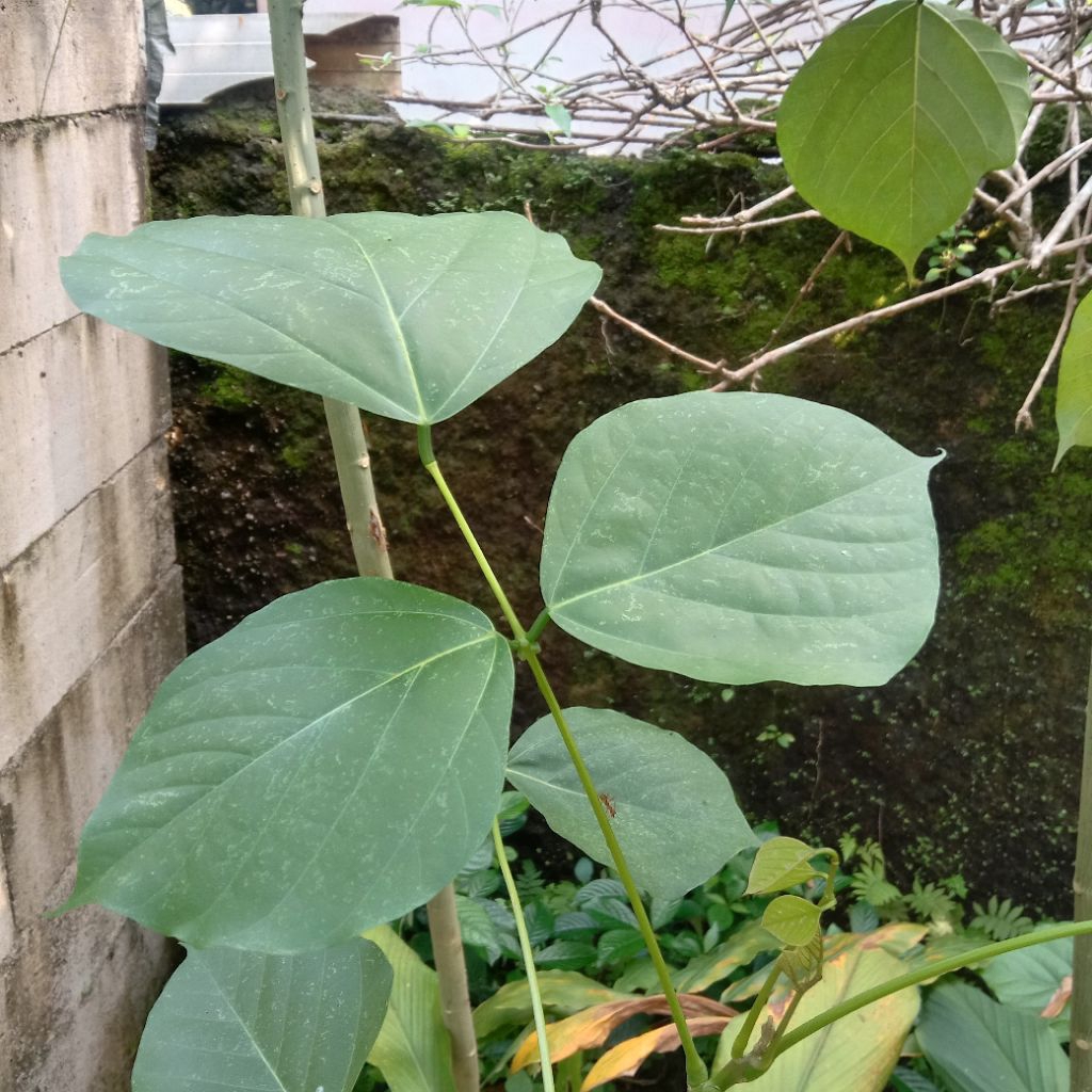 

daun dadap serep segar alami berkualitas 30 lembar daun order baru petik