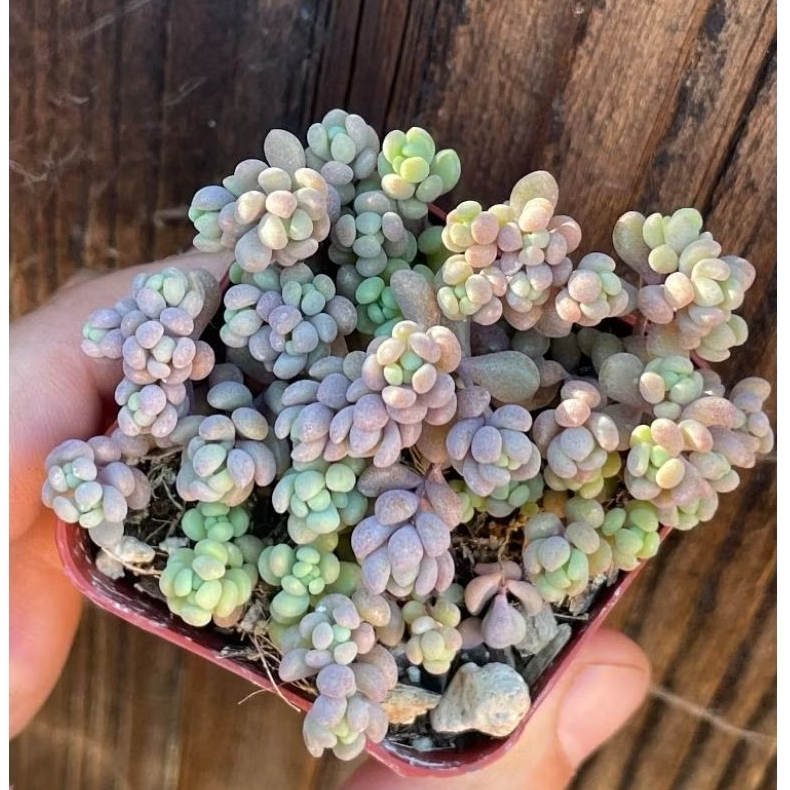 sekulen import Sedum dasyphyllum