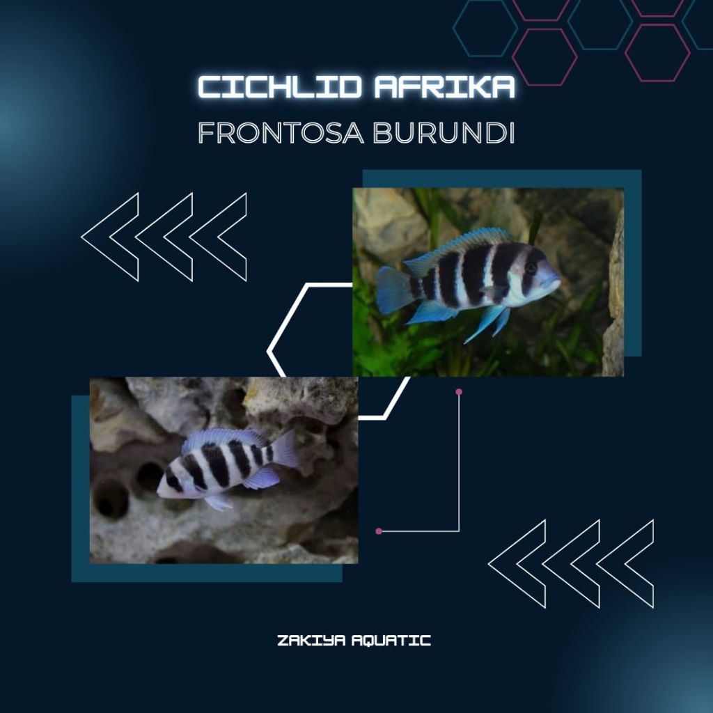 Frontosa Burundi Cichlid Afrika Pure