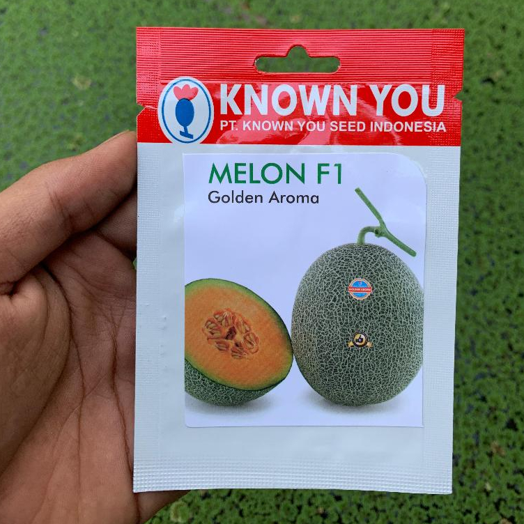 KNOWN YOU SEED Benih Buah melon Golden Aroma 10 seed