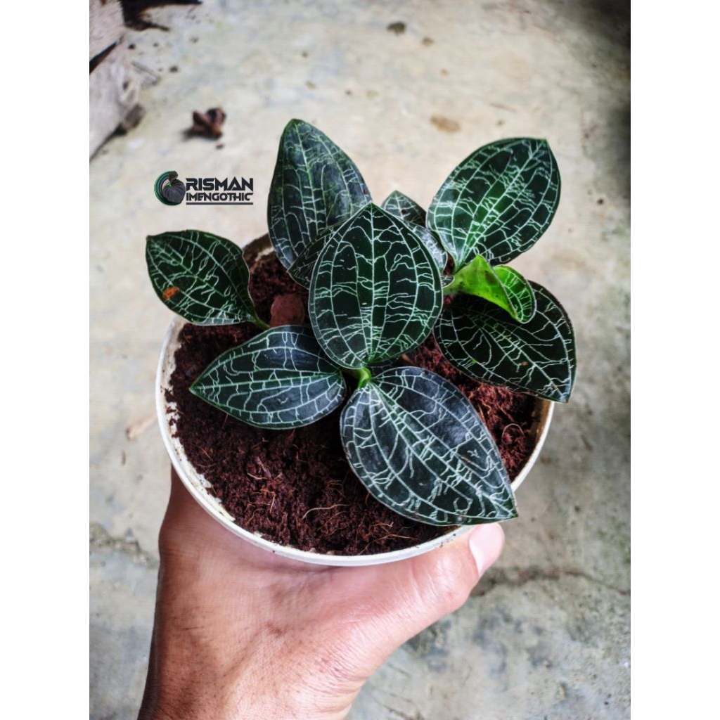 Jewel orchid Macodes petola (Kiaksara)
