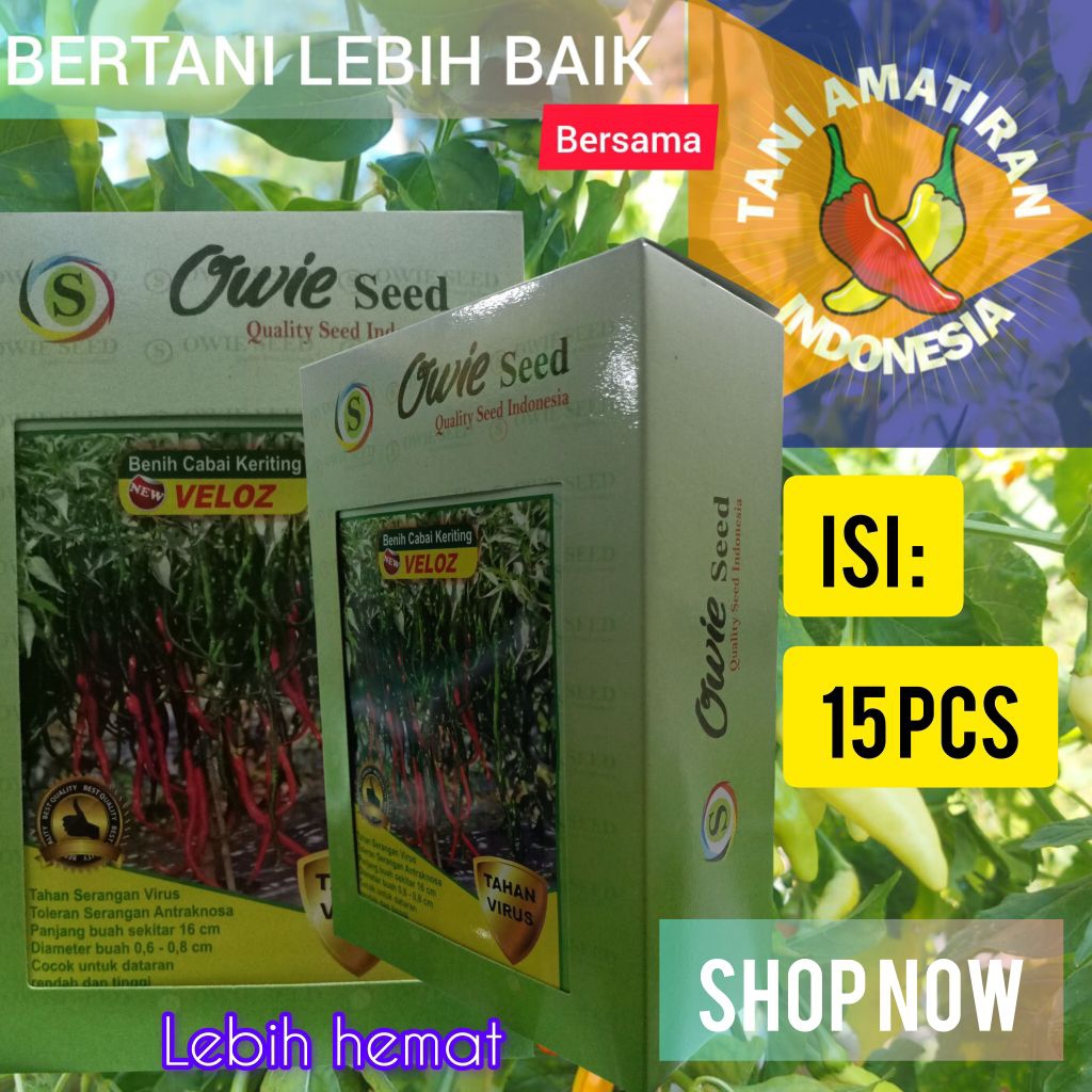 VELOZ Benih Cabai Keriting Tahan Virus OWIE SEED 15gr  Kemasan 1Kotak Lebih Hemat (Isi 15pcs)