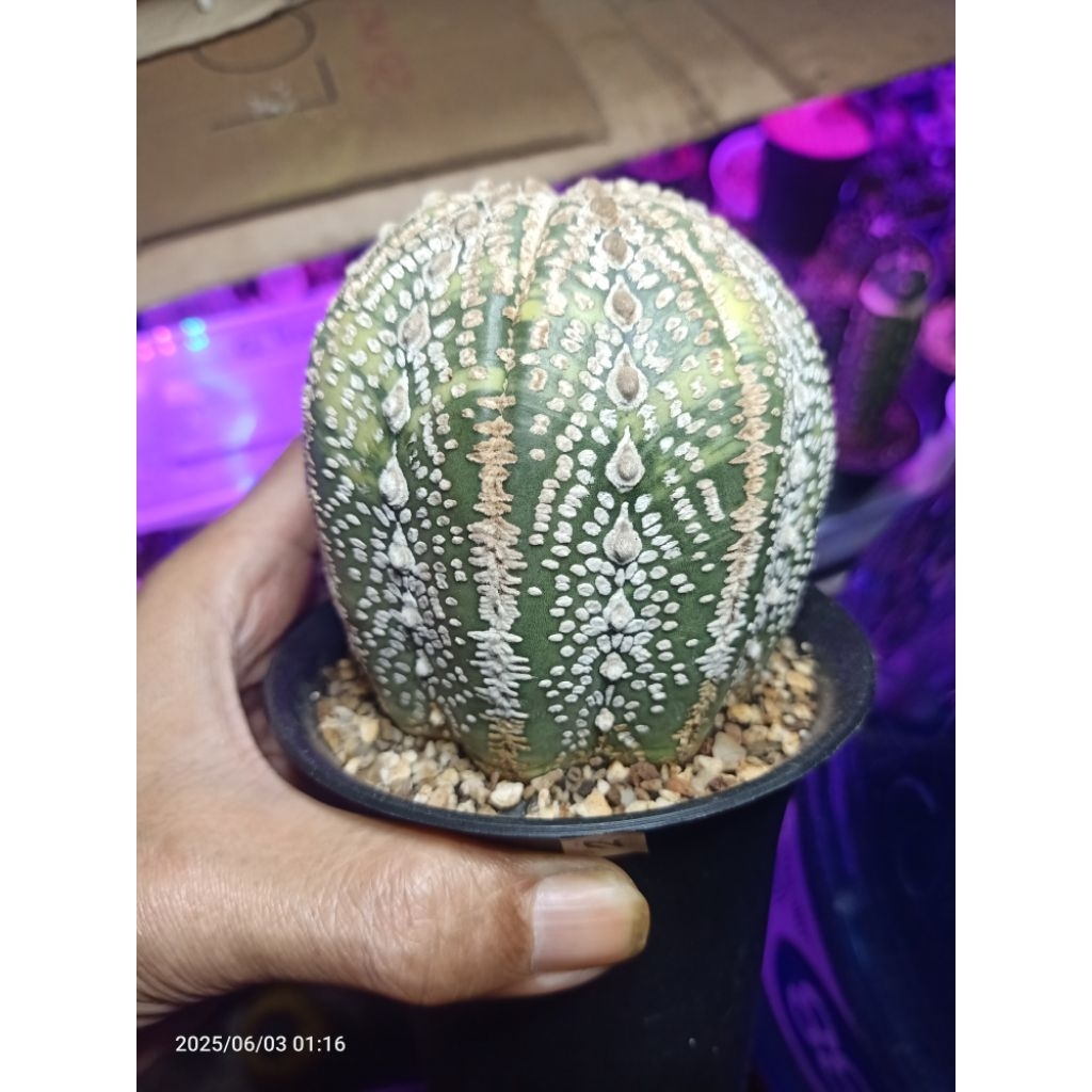 Astrophytum asterias kabuto VARIGATA jumbo
