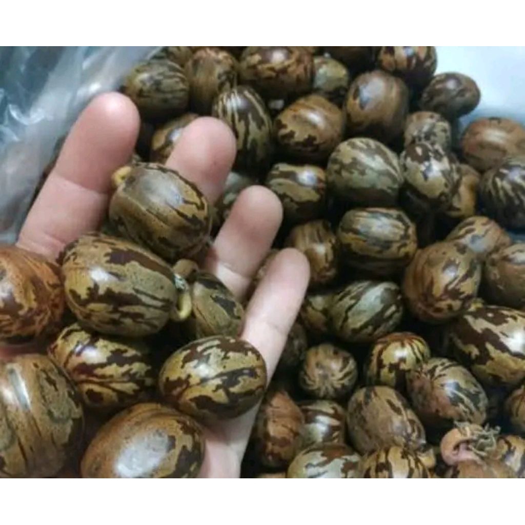 biji karet pora pb 260 cocok untuk aduan biji keras satuan