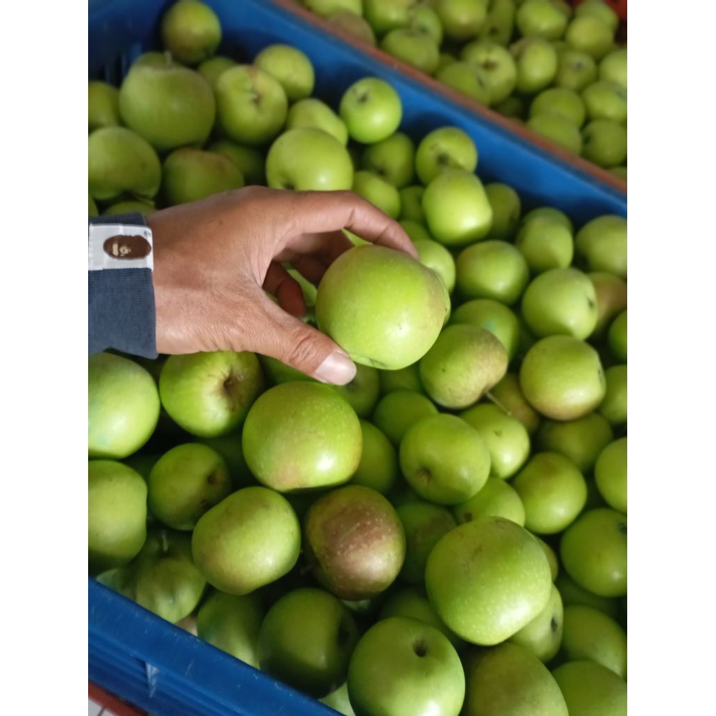 

apel 1kg / buah apel /Apel fresh /apel segar /apel batu malang manalagi
