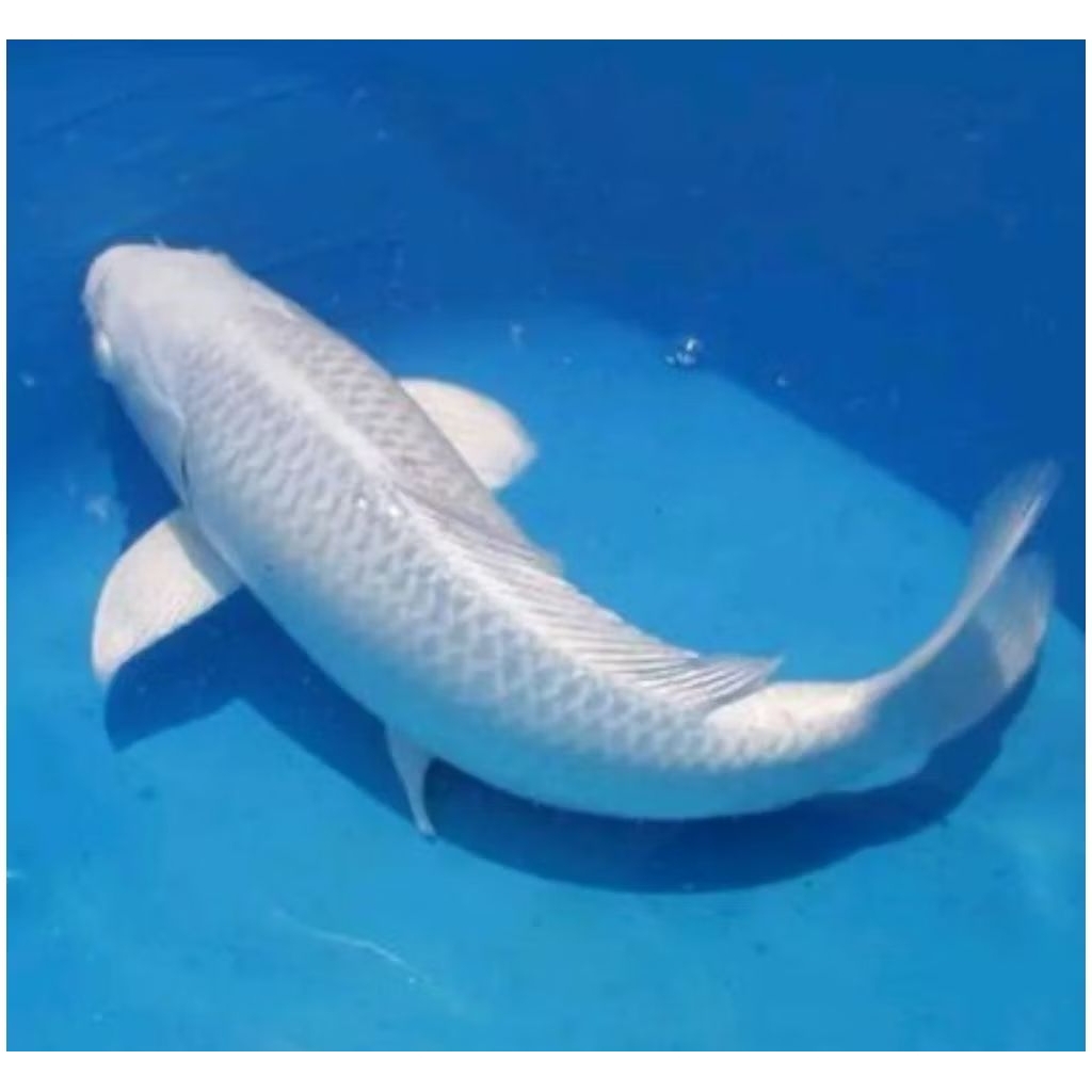 perhiasan Akuarium koi PLATINUM non Slayer 1ekr /pemandangan/ikan/Akuarium sz 16-25cm