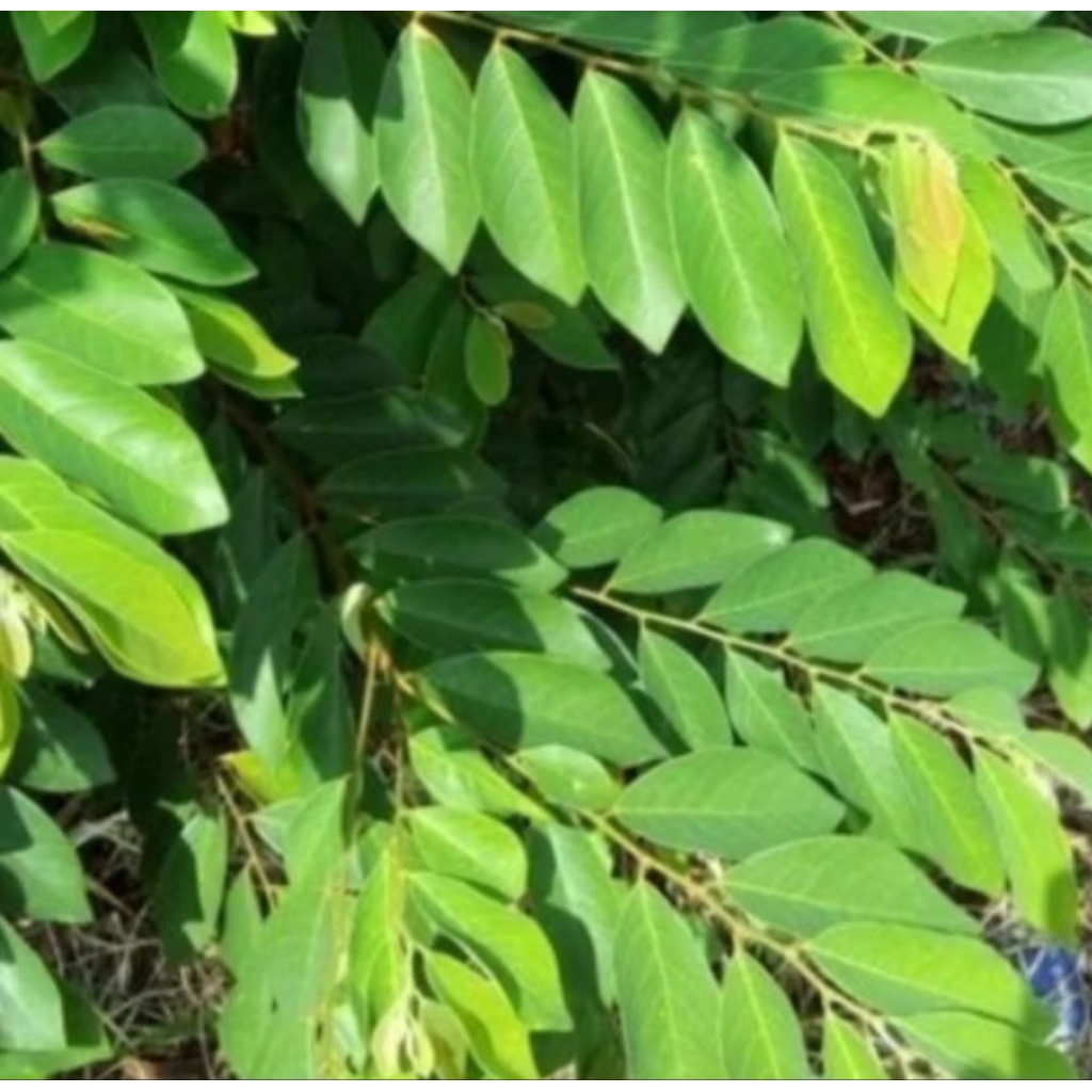 

daun kanyere/daun kandri herbal 300 gram ftesh
