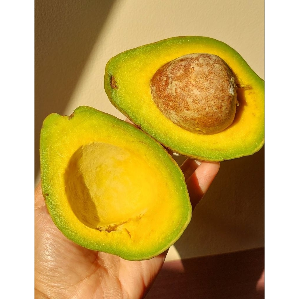 

ALPUKAT MENTEGA BENGKULU 1 KG