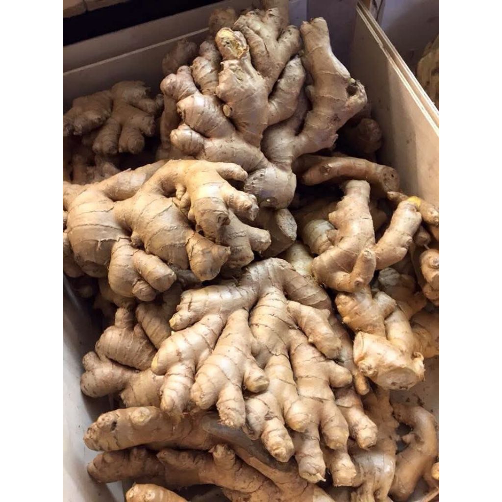 

jahe gajah 1kg jamin segar langsung dari petani