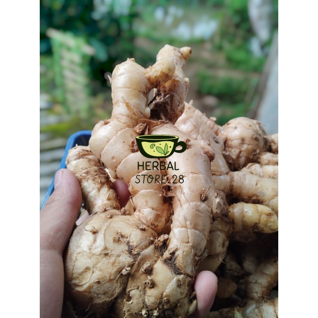 

Kunyit Putih Segar 1 Kg Langsung Ambil Dari Hutan Asli Organik Herbal Curcuma Zedoria Jamu Kunyit Asam Minuman Herbal Obat Lambung Herbal Store 28