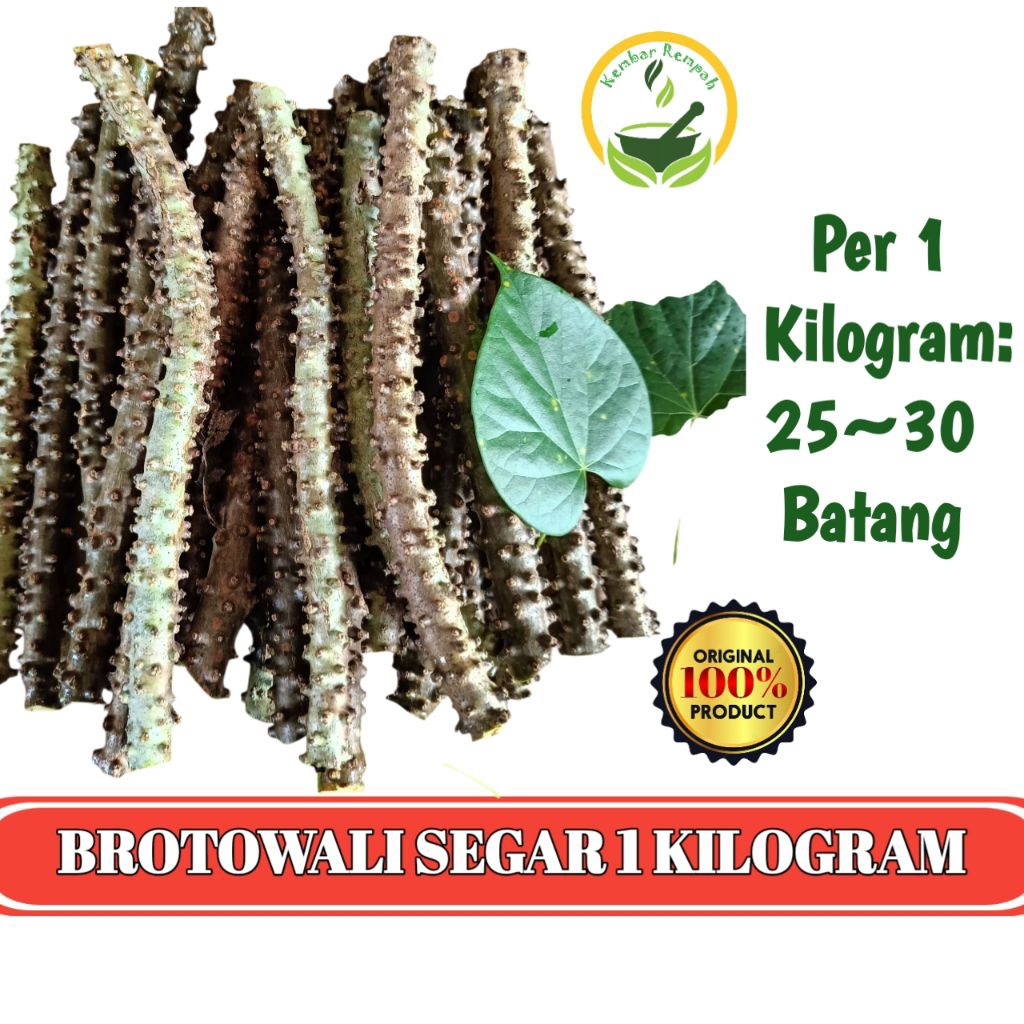 

Brotowali segar 1 kilogram