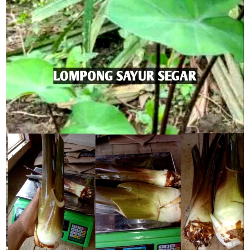 

sayur lompong 1 kg