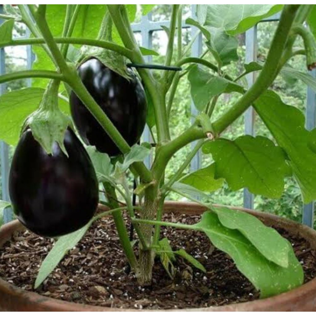 BIBIT BENIH TERONG UNGU PONDOH