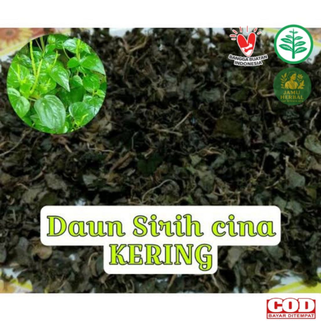 

TERMURAH | Sirih cina Daun Kering (PENURUN KREATININ TURIUM GINJAL)