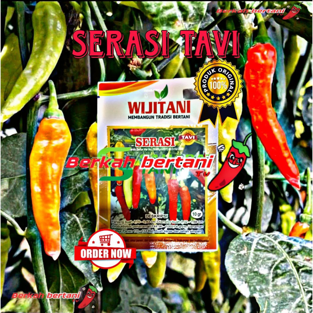Benih cabai rawit serasi tavi