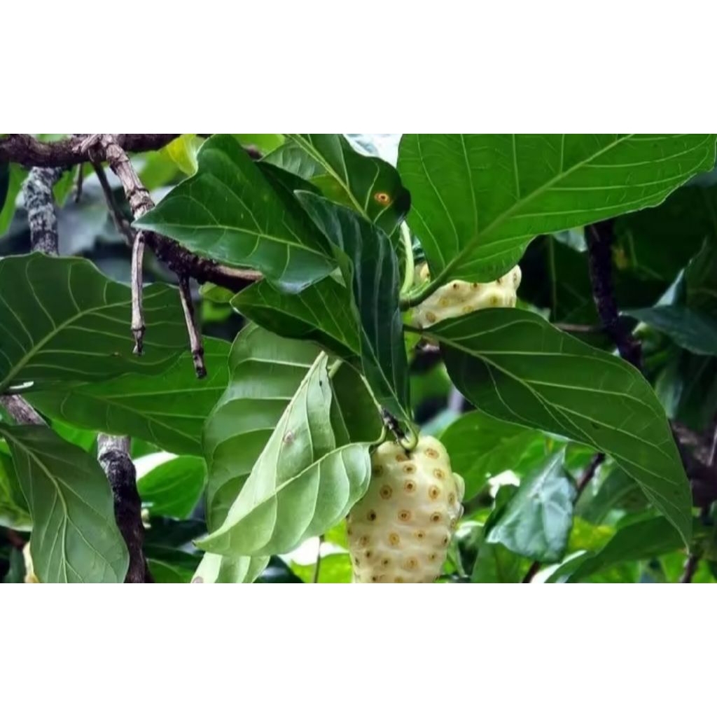 

Ready stok daun mengkudu/pace