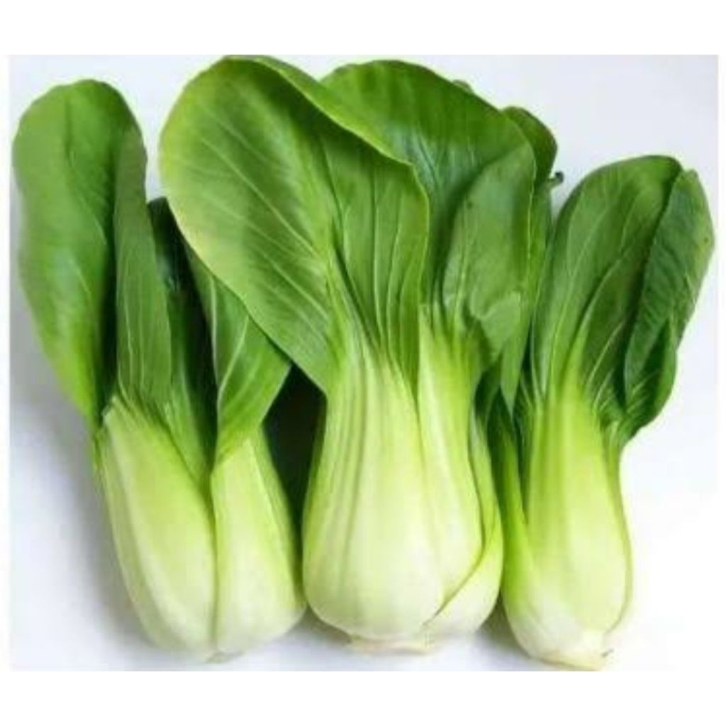 

Pakcoy Fresh Segar Sayuran