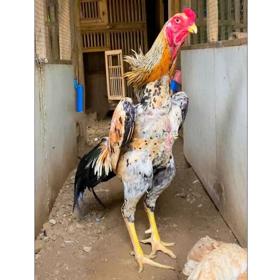 

Telur Ayam Shamo Ori Siap Di Tetaskan