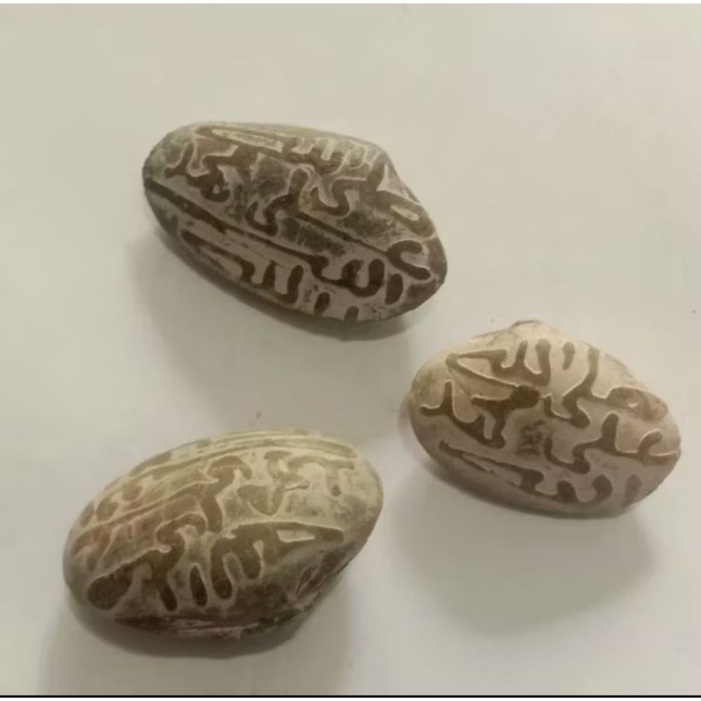 

Kijing Kerang Rajah Asli