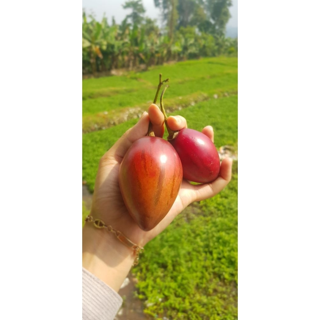

Buah Terong Belanda Kemar Dieng