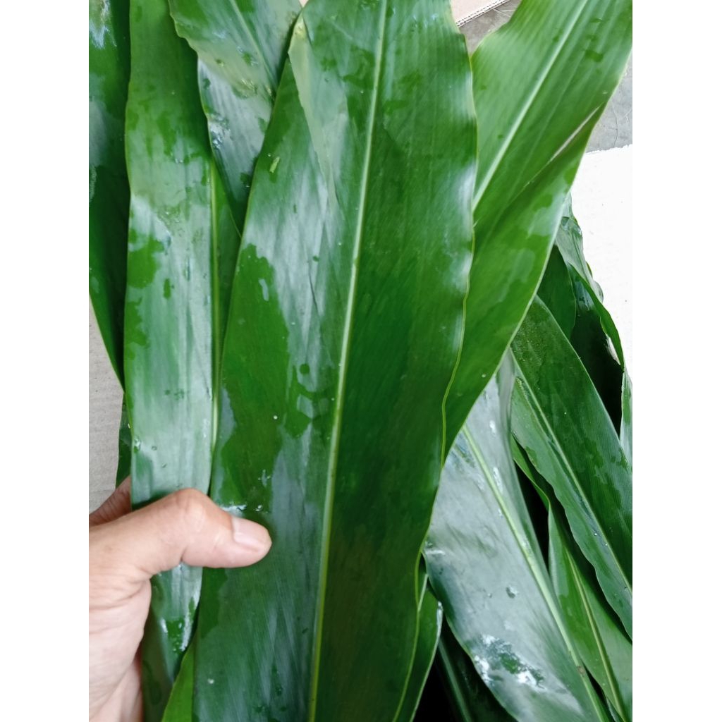 

daun walang rempah segar 250 gram