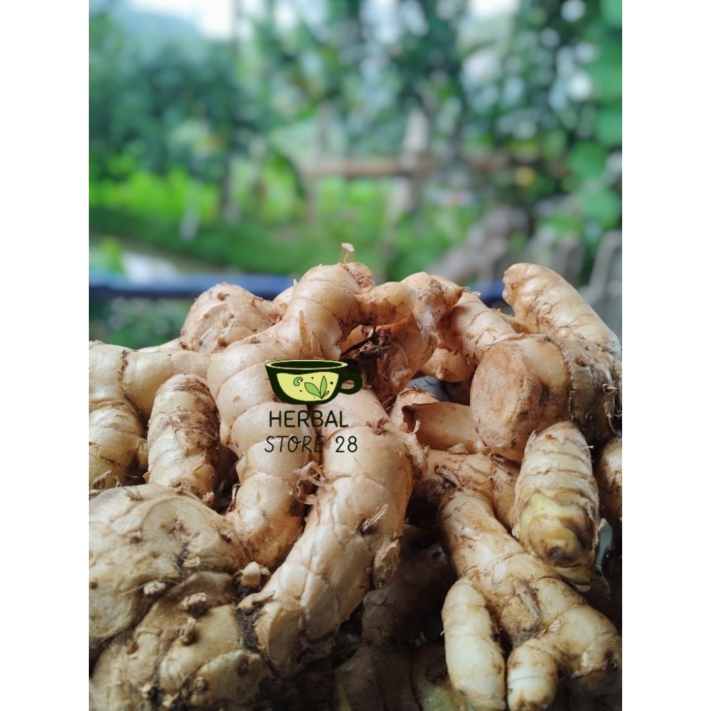 

Kunyit Putih Segar 1kg temu putih Asli Untuk Kangker. Herbal Store 28