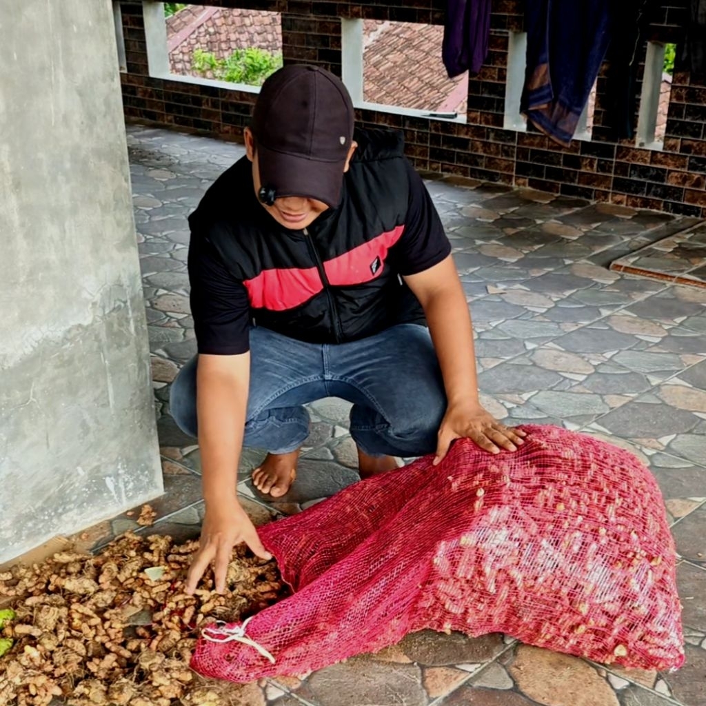 

KUNYIT | KONENG | KUNIR | REMPAH SEGAR 1 kg Untuk Berbagai MASKAN dan KESEHATAN - Hasil Bumi Cianjur