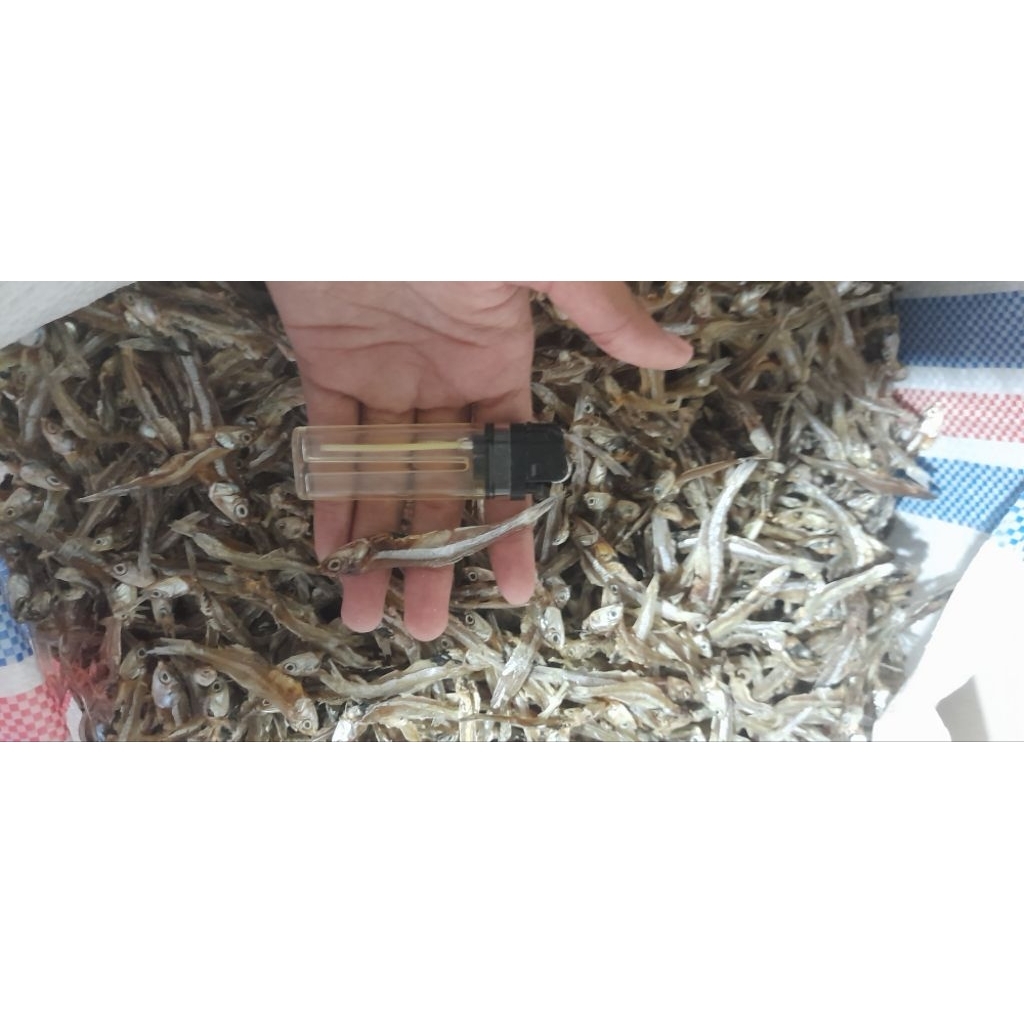 

ikan teri kering tawar (teri jengki besar)