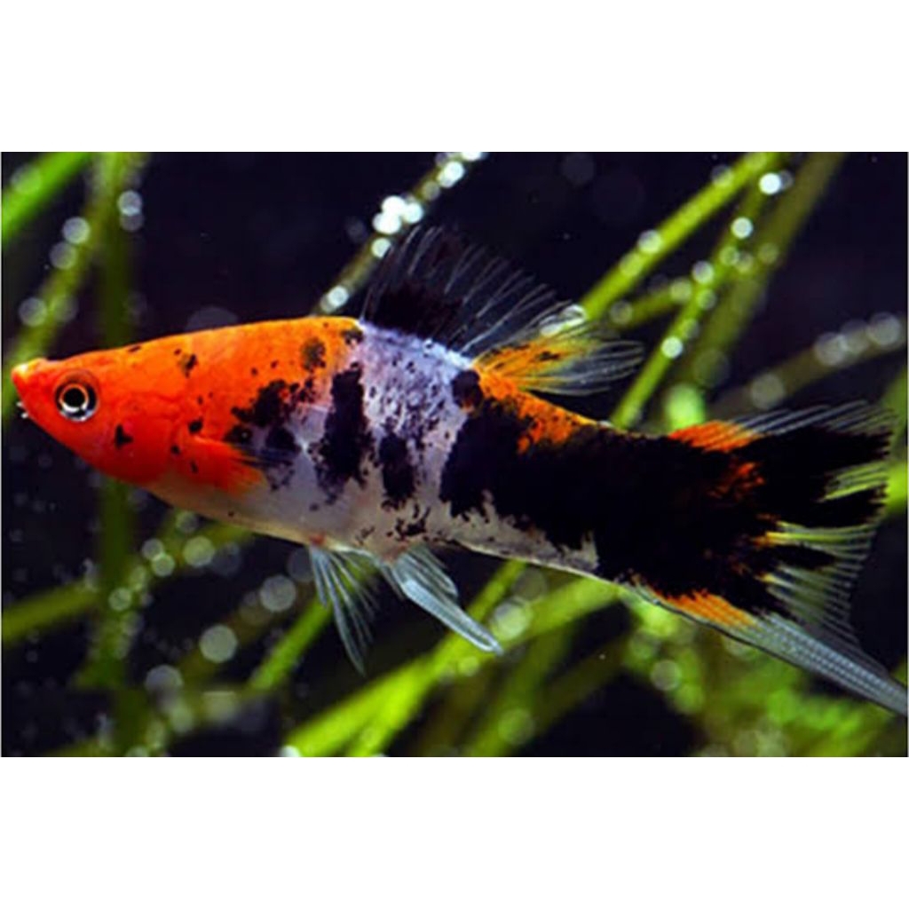PLATYS Sanke Swordtail sepasang | pilihan