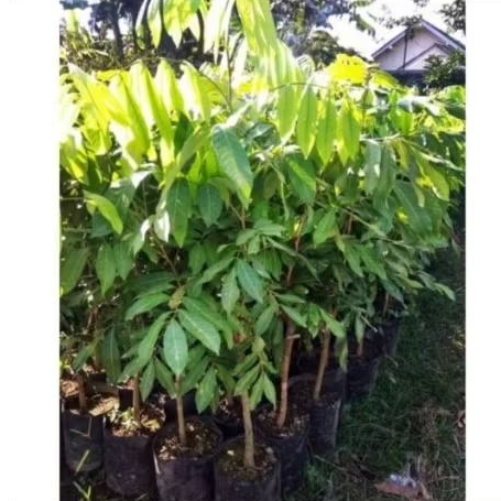 Pohon Kelengkeng Itoh manis cangkok ||Pohon kelengkeng cangkok manis