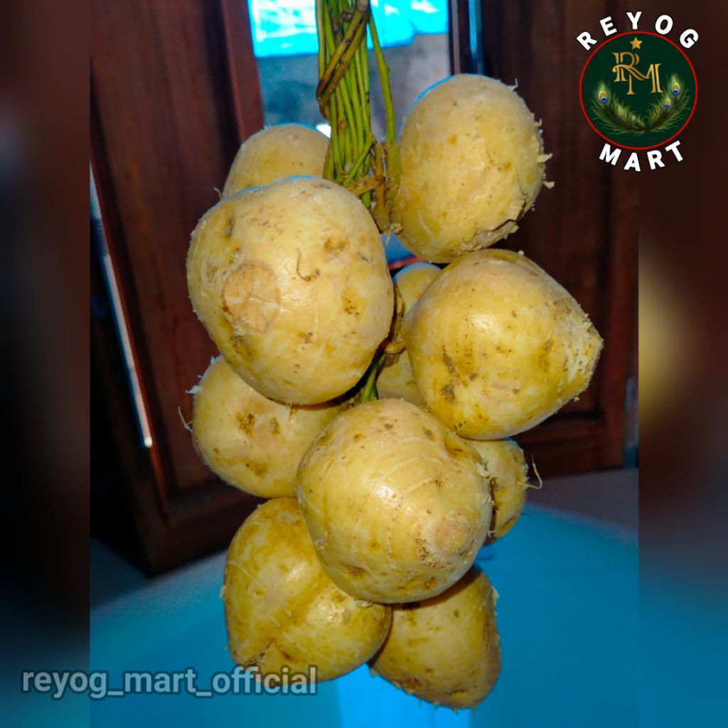 

BENGKUANG BESUSU PACHYRHIZUS EROSUS SEGAR FRESH